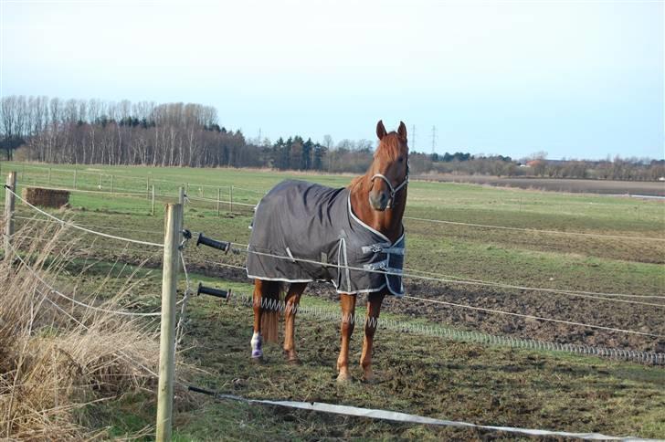 Palomino Opal billede 6