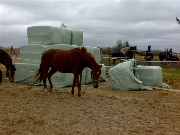 Palomino Opal billede 9