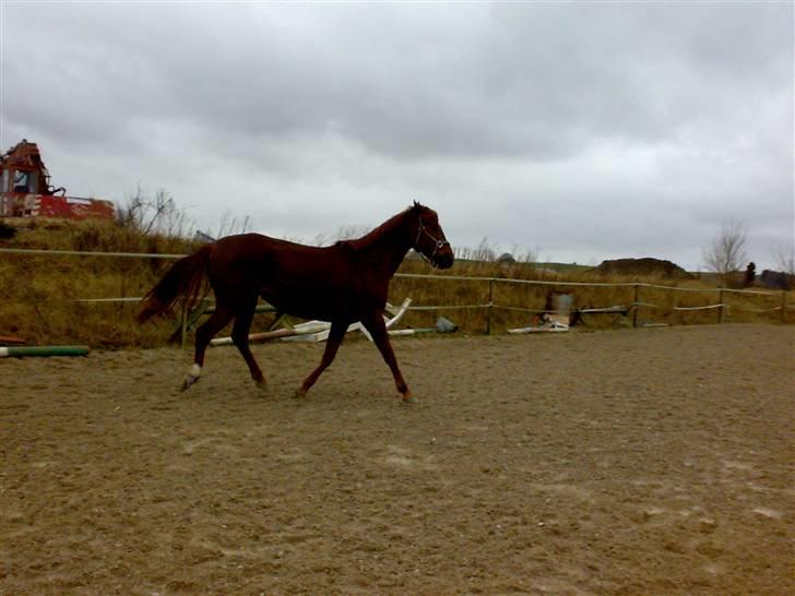 Palomino Opal billede 12