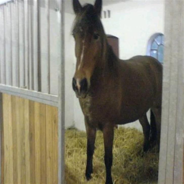 Anden særlig race Léblis - er lige kommet ind efter døgngræs. billede 8