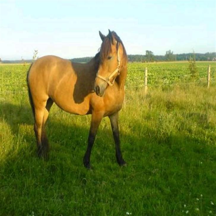 Anden særlig race Léblis - en sommerdag under indgræsning<3 billede 10