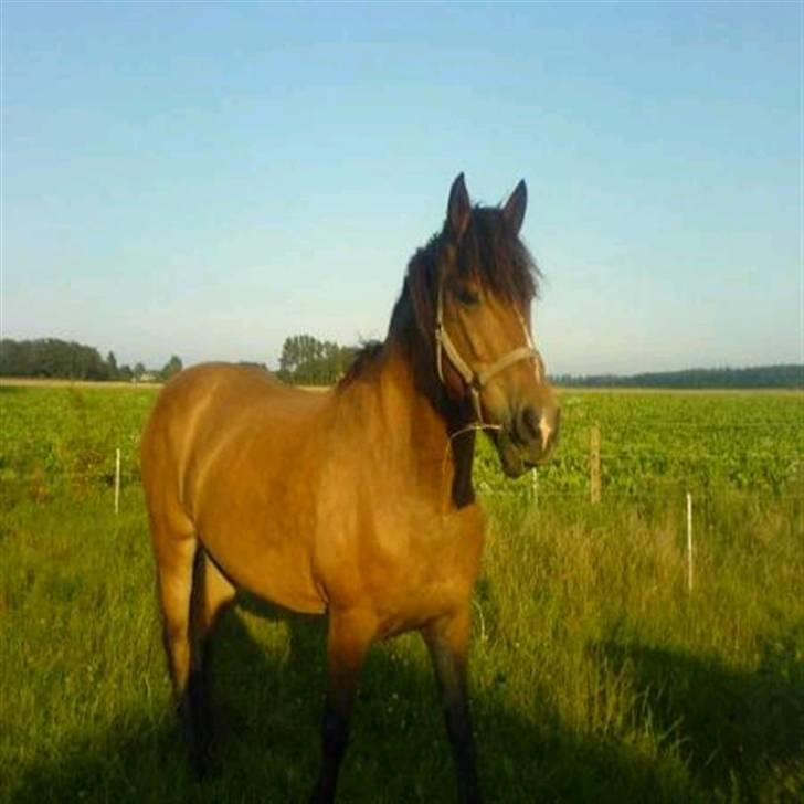 Anden særlig race Léblis - lige min bedste side i solskinnet <3 :) billede 11