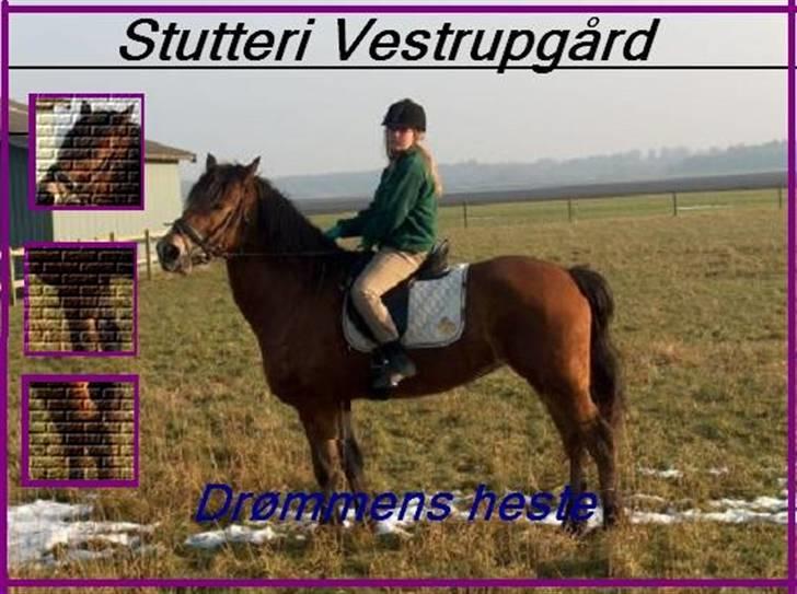 Anden særlig race Léblis - et logo som et stutteri på nforn har lavet til mig.:) billede 12