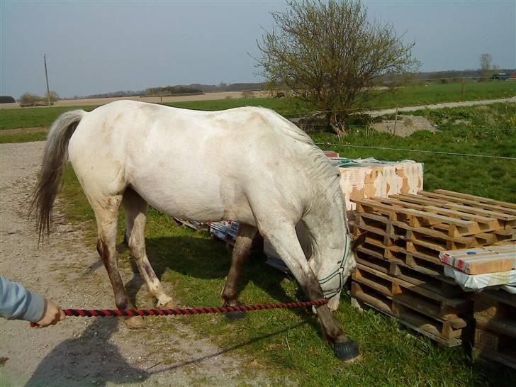 Appaloosa Corine billede 10