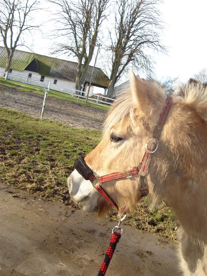 Fjordhest Freja SOLGT! ): - min smukke pony (; <3 billede 14