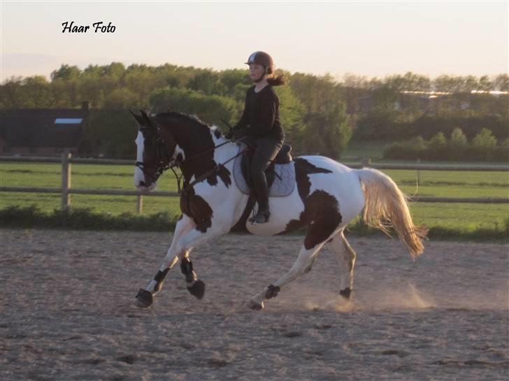 Pinto Cheyenne (solgt & savnet) billede 2