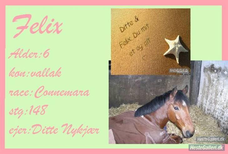 Connemara Felix R.I.P - et redigeret billede af Felix<3 billede 18