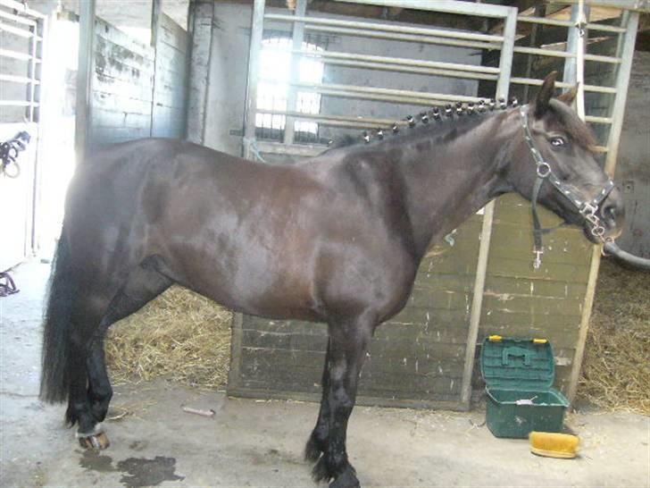 Anden særlig race Anastasia - Anna flettet op og det hele på ridelejer på Baunehøj. Min veninde havde hende med. billede 20