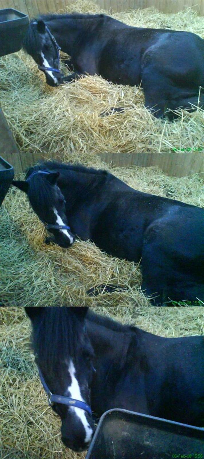 DSP Ca-pia *Død* <3 - Den smukke som er lidt træt .. billede 17