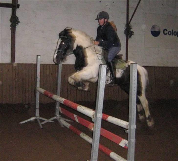 Irish Cob Mars SOLGT ;(;( billede 14
