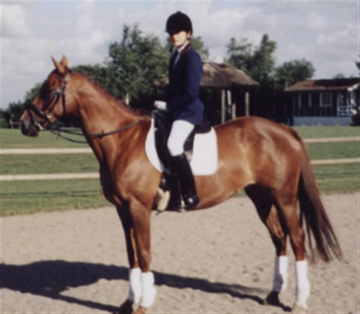 Trakehner Mazurka billede 8