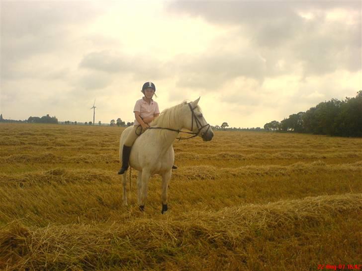 Connemara Dorthealyst Cayenne R.i.P - en af vores dejlige rideture , hehe vi elsker at ride stubmark. Foto: Emilie. billede 8