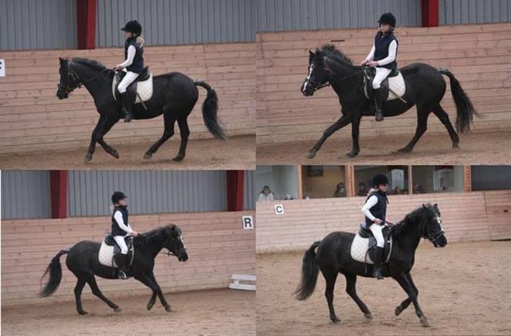 DSP Ca-pia *Død* <3 - Billed 1: i en flot galop. billed 2: i endnu en flot galop :) billed 3:vi tager hjørnet med storm. billed 4: skråt igennem . billede 18