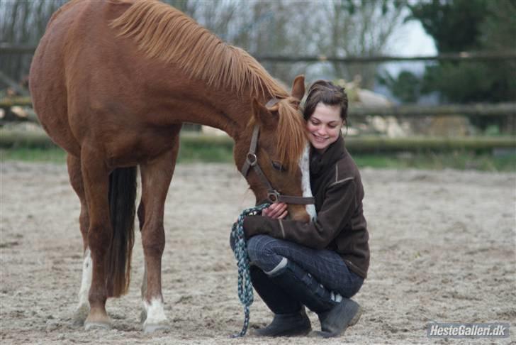 DSP Holmgaard Mesann  - 1. Velkommen til Mesann´s profil. I MÅ IKKE KOPIRE NOGLE AF BILLEDERNE!  billede 1