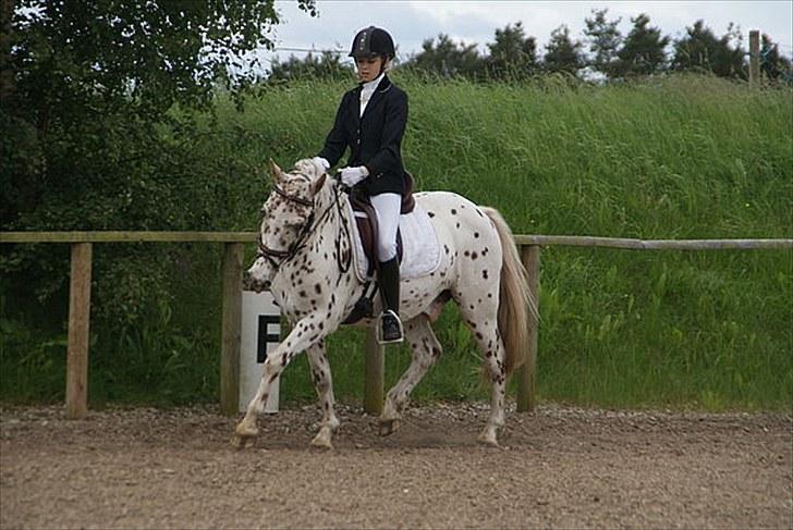 Knabstrupper Plet - Stævne på Birken LB1 en 1 plads....(Fotograf: Line b.)<33 billede 17