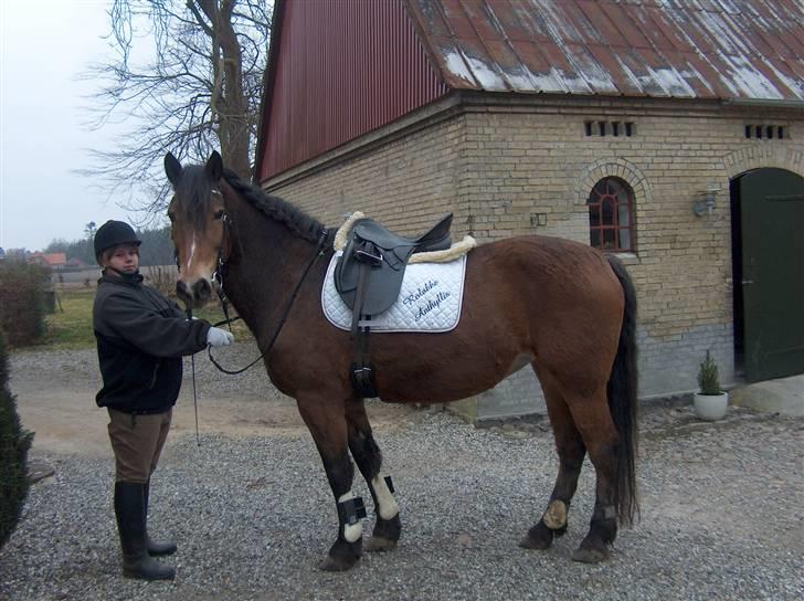 Anden særlig race Léblis - leblis og mig skal ud på en skridt tur i skoven billede 15