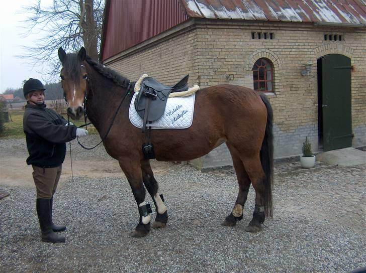 Anden særlig race Léblis - leblis var emegt oppe og ringe i dag. billede 16