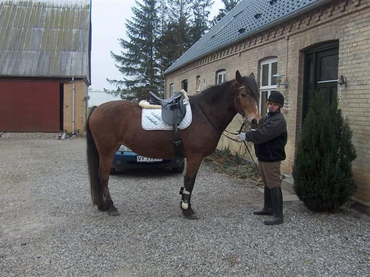 Anden særlig race Léblis - underlaget er fra min ejers gamle pony. billede 17