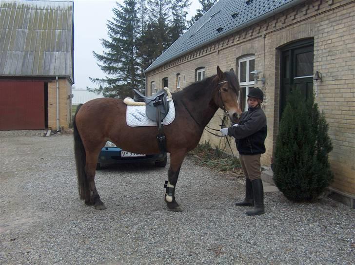 Anden særlig race Léblis - jeg skulle på tur med en anden hest der hedder Bølle.(han er traver) billede 18