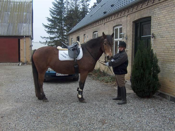 Anden særlig race Léblis - lige før jeg skal afsted til skoven. glæder mig elsker skoven.. billede 19
