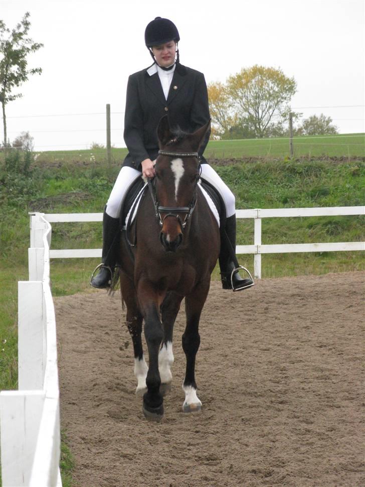 Traver Discovery - Opvarmning til dressurstævne i MARK :D 1/11-08 billede 3