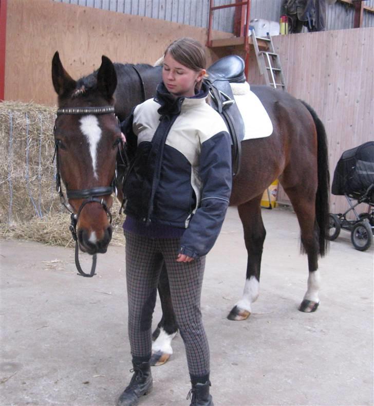 Traver Discovery - Før dressurstævne i MARK (; Anni holder ham.. 1/11-08 billede 6