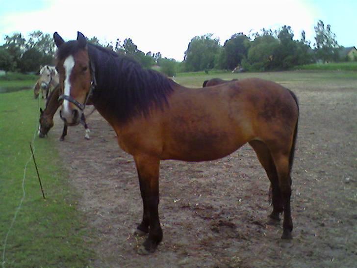 Anden særlig race Bakkelygård's Flicka <3 - Gammelt billede af min pige. Den længde man er efterhånden ved at være der igen - hvis ikke den er ved at være længere end det ;) billede 9