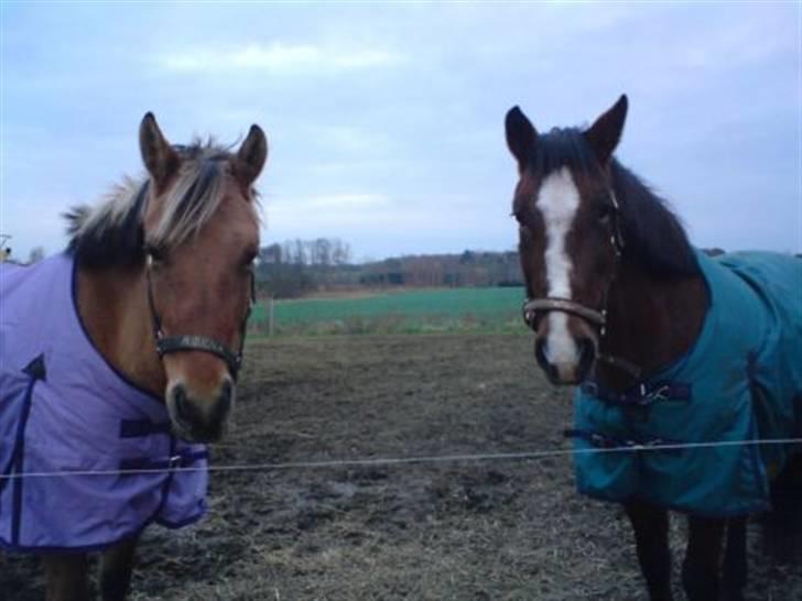 Anden særlig race Bakkelygård's Flicka <3 - Ribena &Flicka <3  billede 11