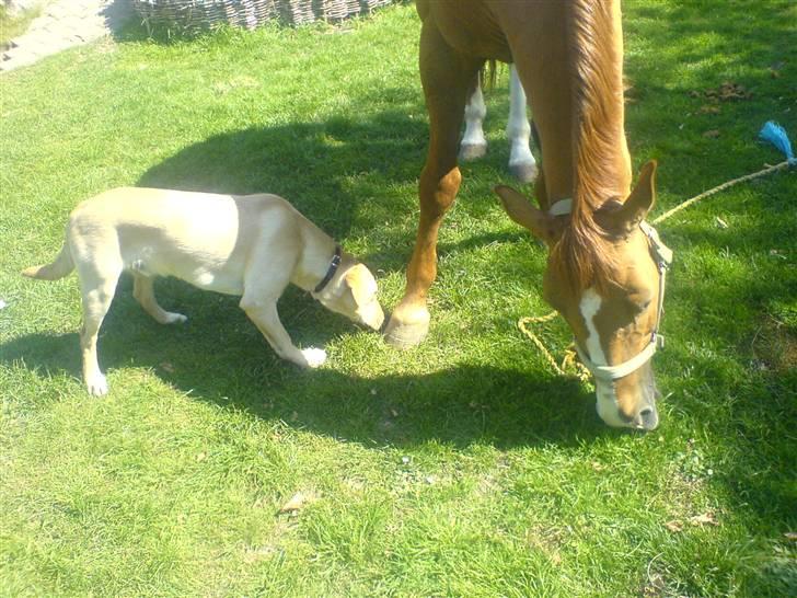 Anden særlig race Apollon  *gammel part* - min hund bosse er lige over at snuse til polle, om han nu er farlig eller??? billede 6