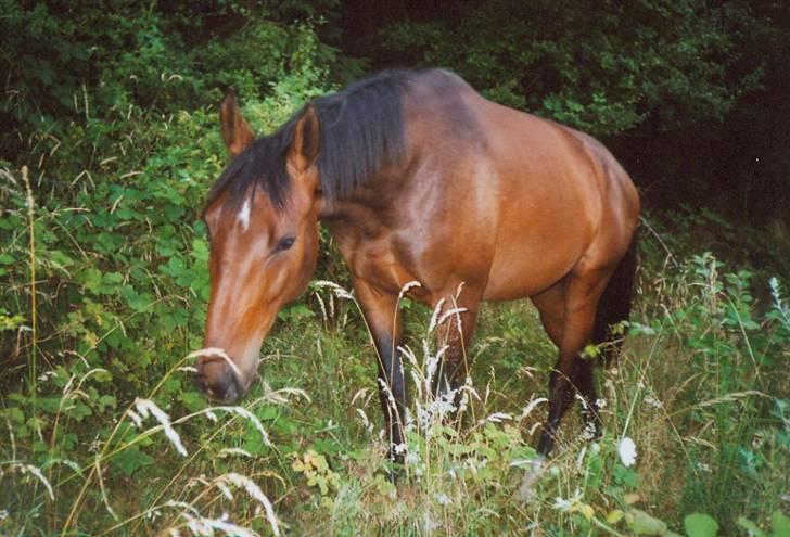 Anden særlig race Flying Allegro (R.I.P) - Vores lækre fold på Samsø billede 1