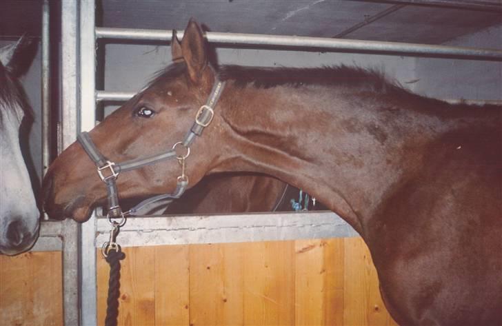 Anden særlig race Flying Allegro (R.I.P) - 1½ år gammel billede 4