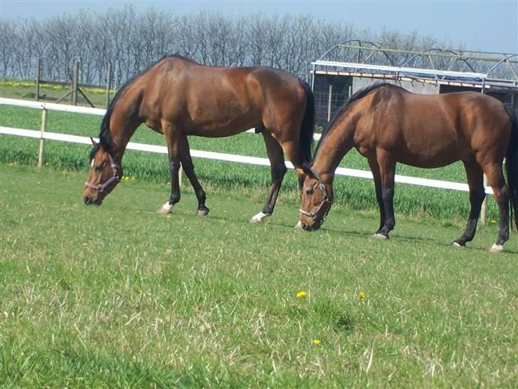 Dansk Varmblod Odin billede 5