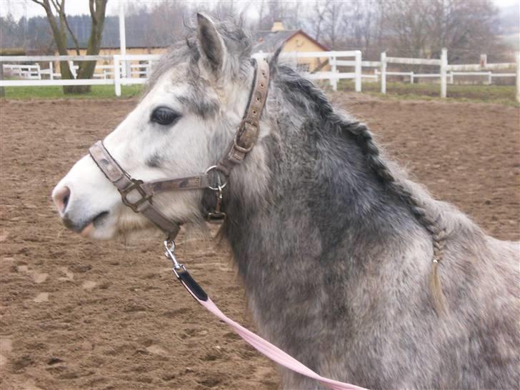 Welsh Mountain (sec A) Fjordglimt Miss Corona billede 6
