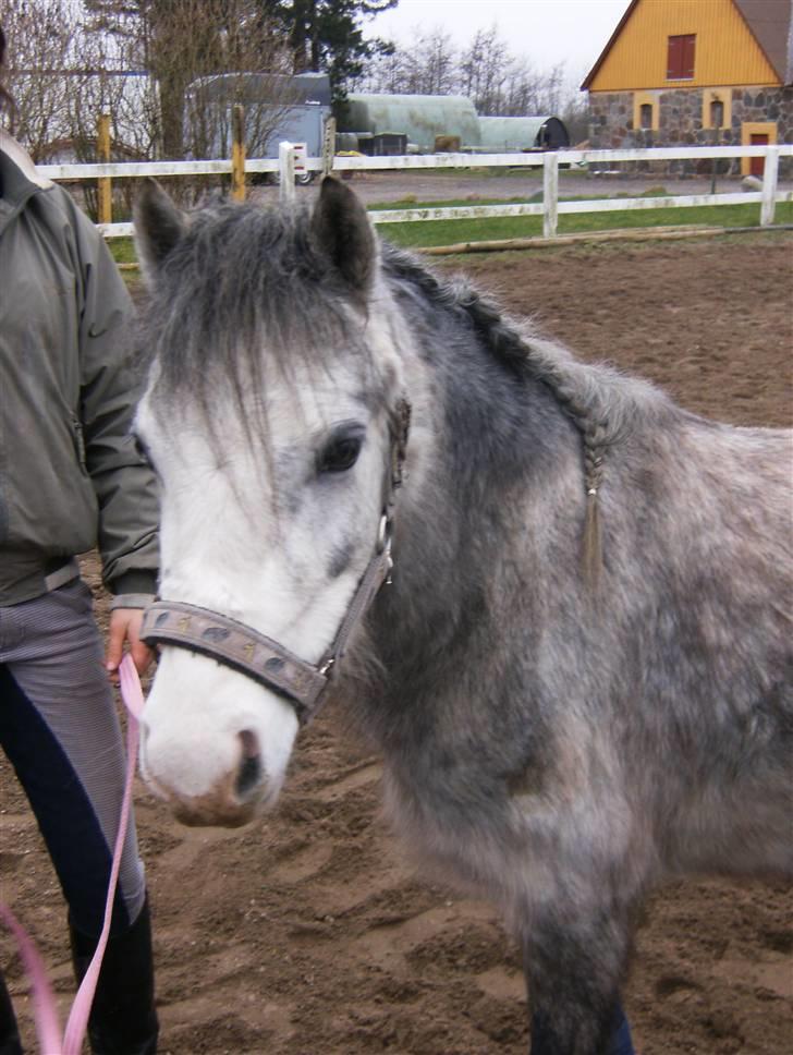 Welsh Mountain (sec A) Fjordglimt Miss Corona billede 7