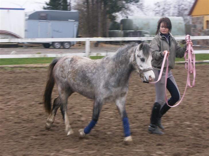 Welsh Mountain (sec A) Fjordglimt Miss Corona billede 8