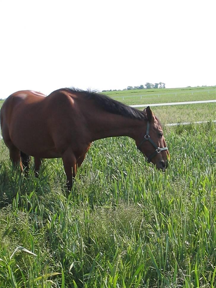Dansk Varmblod Odin billede 6