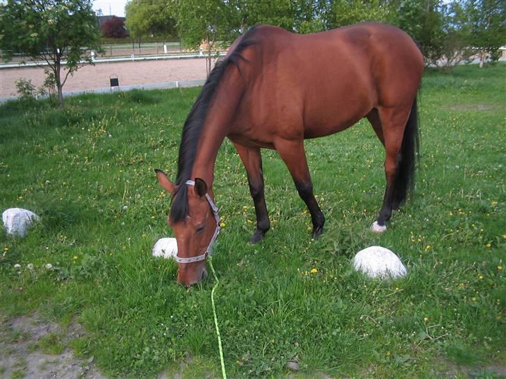 Dansk Varmblod Odin billede 7