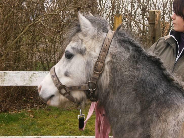 Welsh Mountain (sec A) Fjordglimt Miss Corona billede 9
