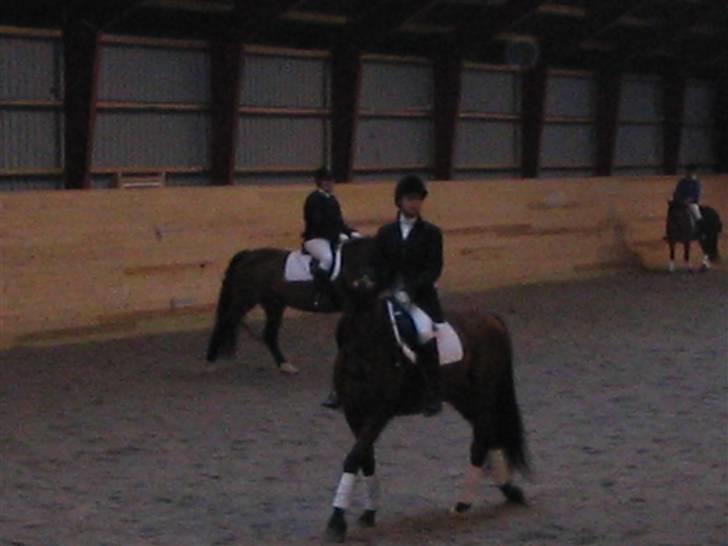 Dansk Varmblod Odin - til vores første stævne for nogle år siden.. :o) så fin han var. hehe billede 8