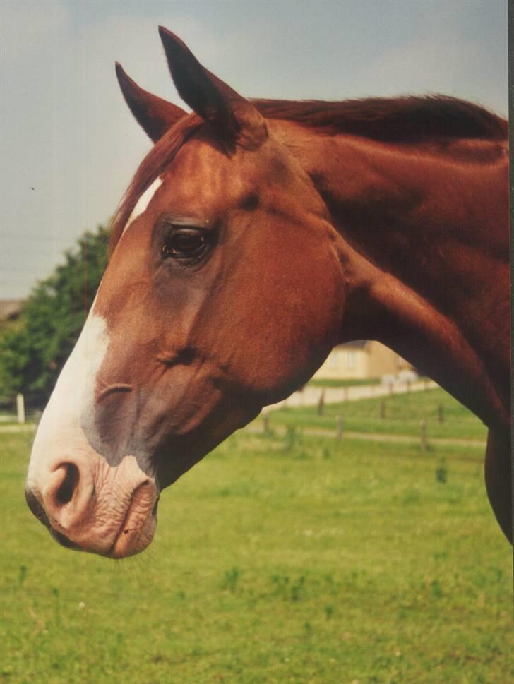 Dansk Varmblod Aluette (R.I.P) - Min smukke pige billede 2