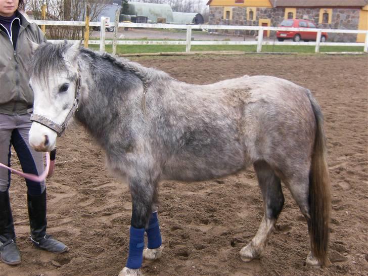 Welsh Mountain (sec A) Fjordglimt Miss Corona billede 10