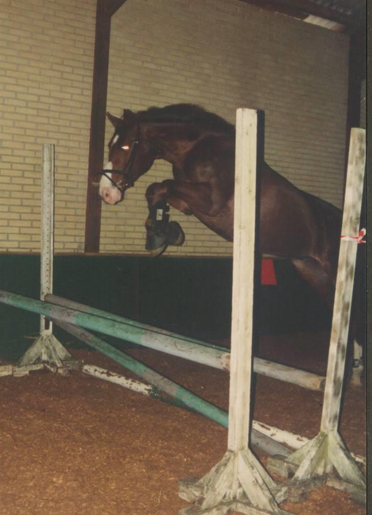 Dansk Varmblod Aluette (R.I.P) - Jeg kan sagtens billede 5