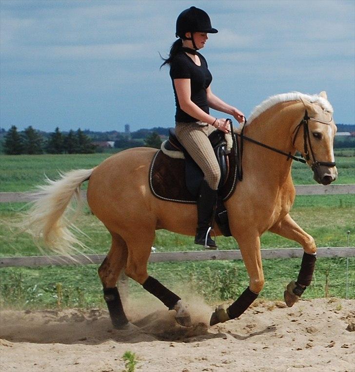 Palomino Lysholt'S Pegasus SOLGT billede 3