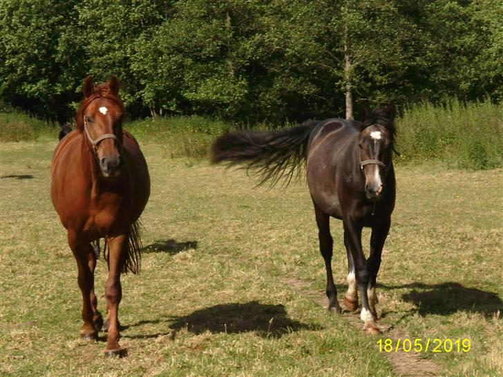 Dansk Varmblod Triton Oliver - d.27/6-09 sommergræs Triton og Barnaby billede 19