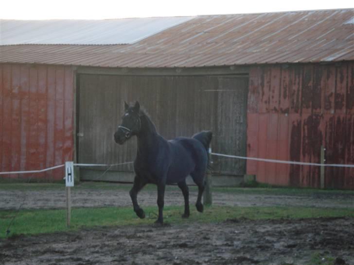 Anden særlig race Moonlight <3 t billede 7