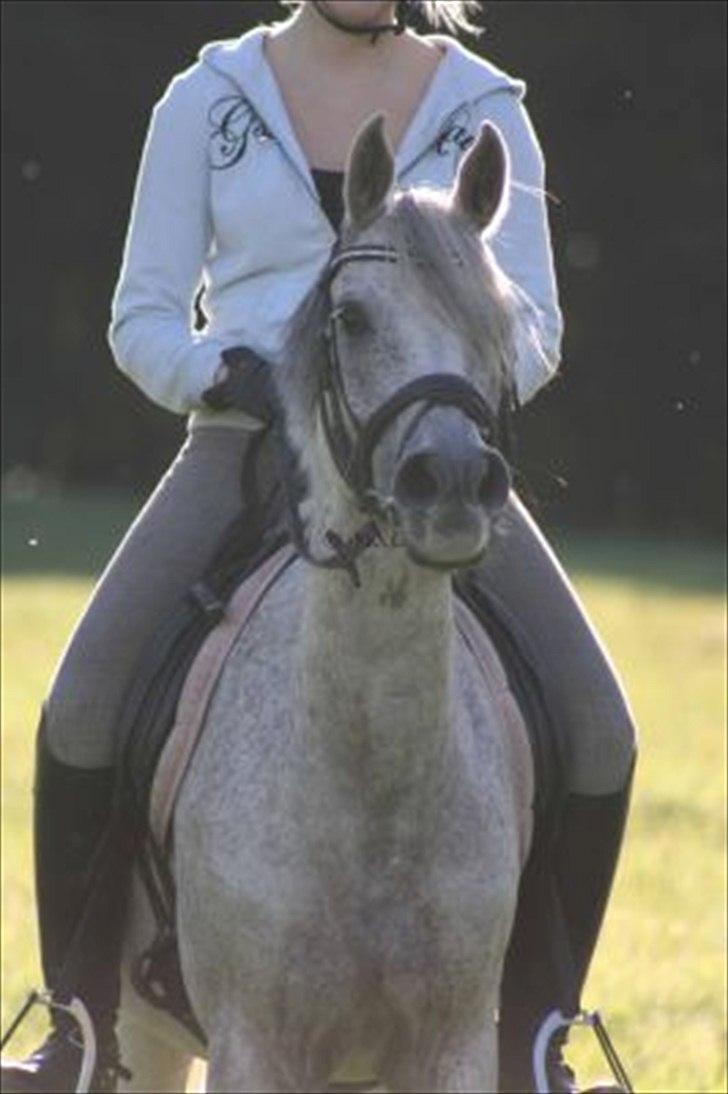 Arabisk fuldblod (OX) Senia  - *NYT* Flotte! Foto: Mia Grønning. billede 12