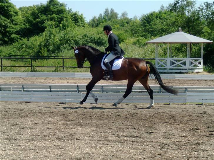 Dansk Varmblod Miss Lightfoot - 5 års championat billede 9