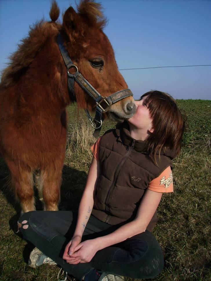 Shetlænder Knud - Marken igen XD 2007 billede 2