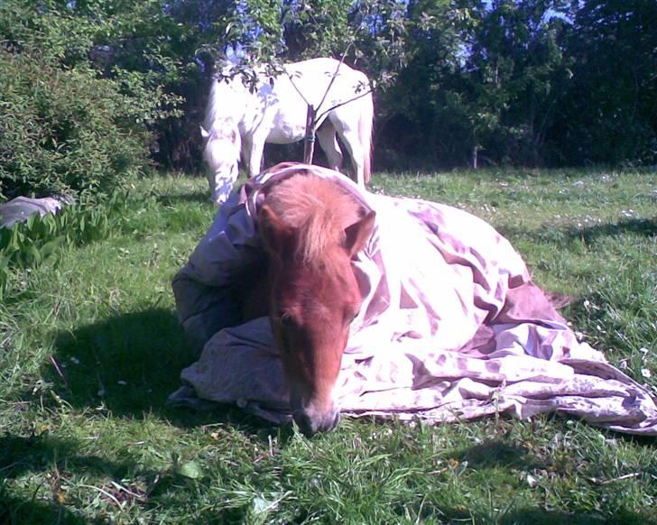 Shetlænder Knud - På bytur, men han blev lidt tæt ;) sommer 2007 billede 3