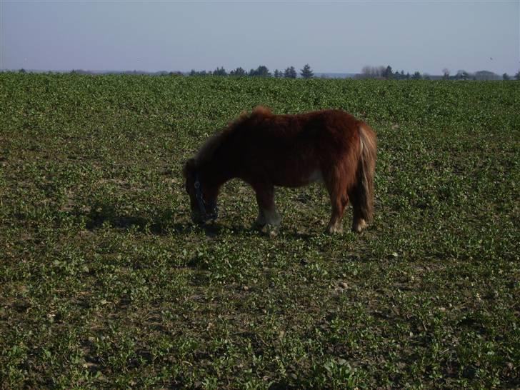 Shetlænder Knud - rendt under hegnet.. XD 2007 billede 5